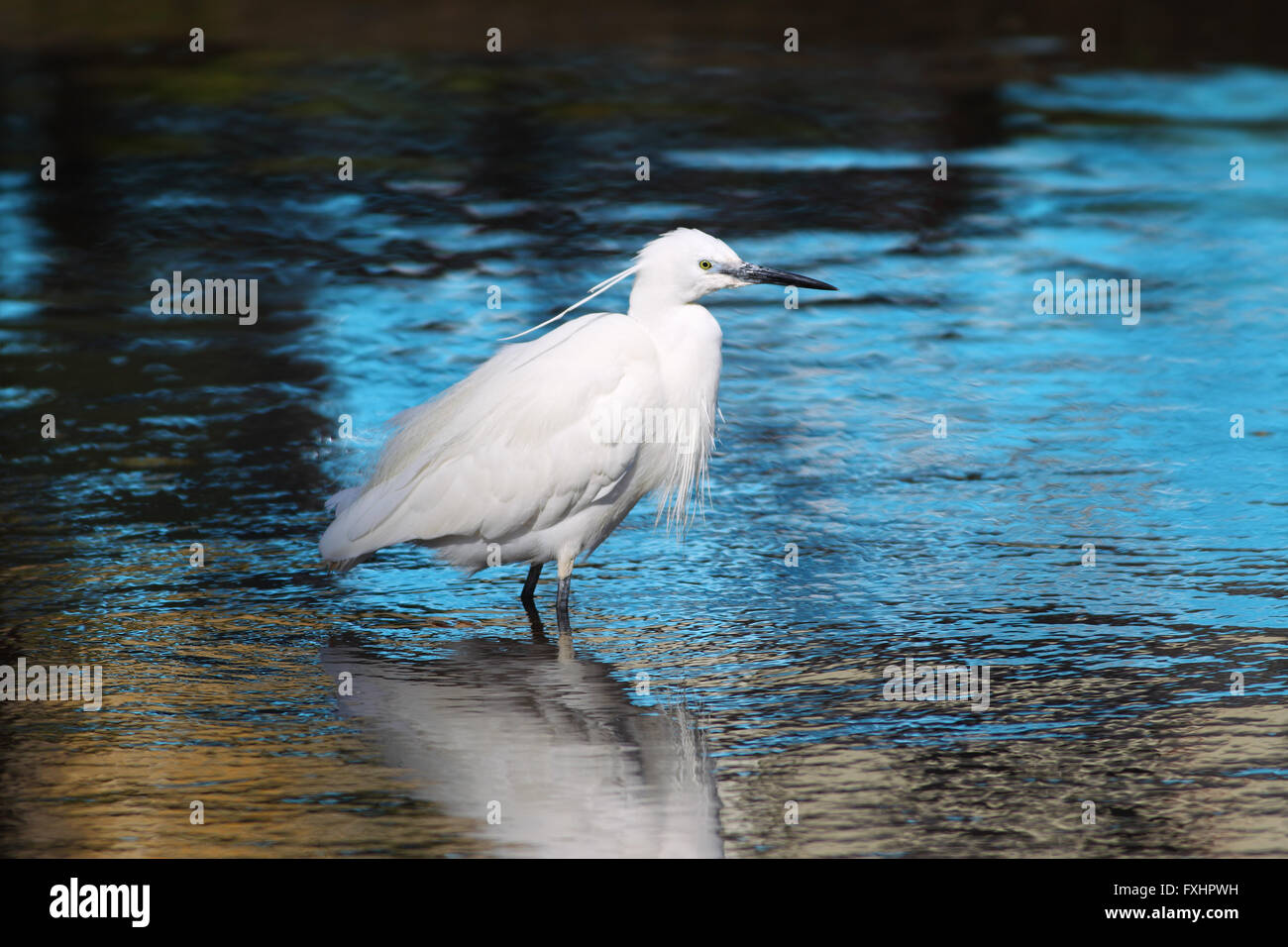 Garzetta (Egretta garzetta) dalla bird family ardeidi guadare in un lago poco profondo in North Cornwall Foto Stock