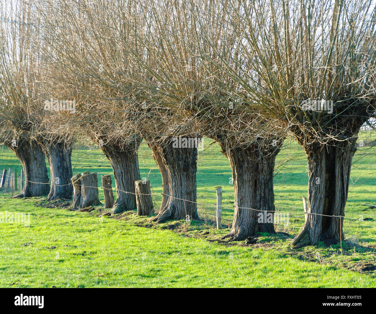 Fila di salici annodati in un prato in inverno Foto Stock