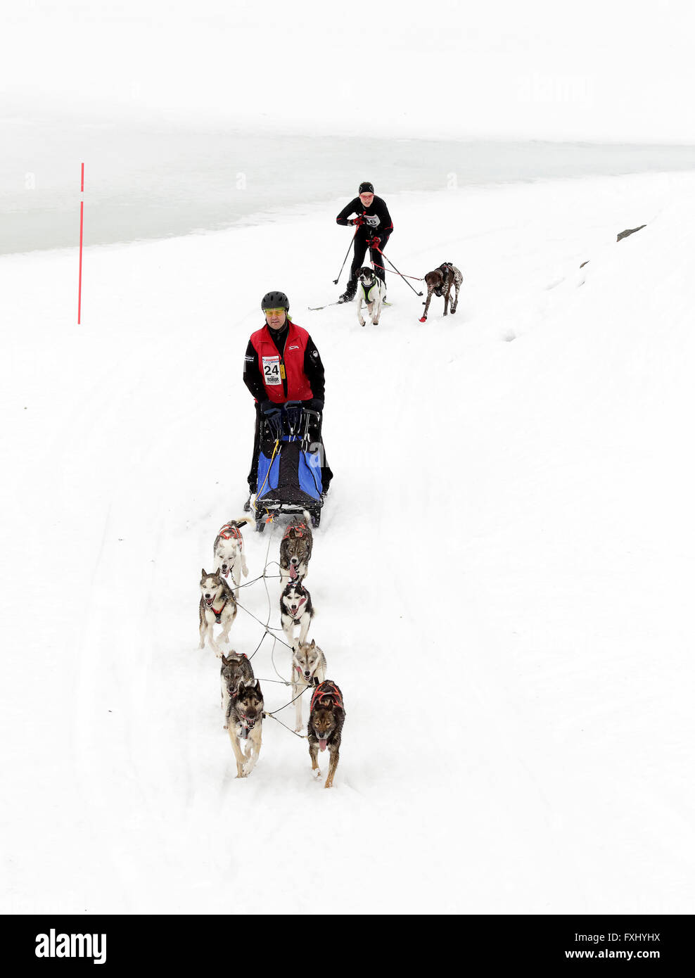 Una squadra di husky tirando un one-man sledge seguita da due cani e uno sciatore. Foto Stock