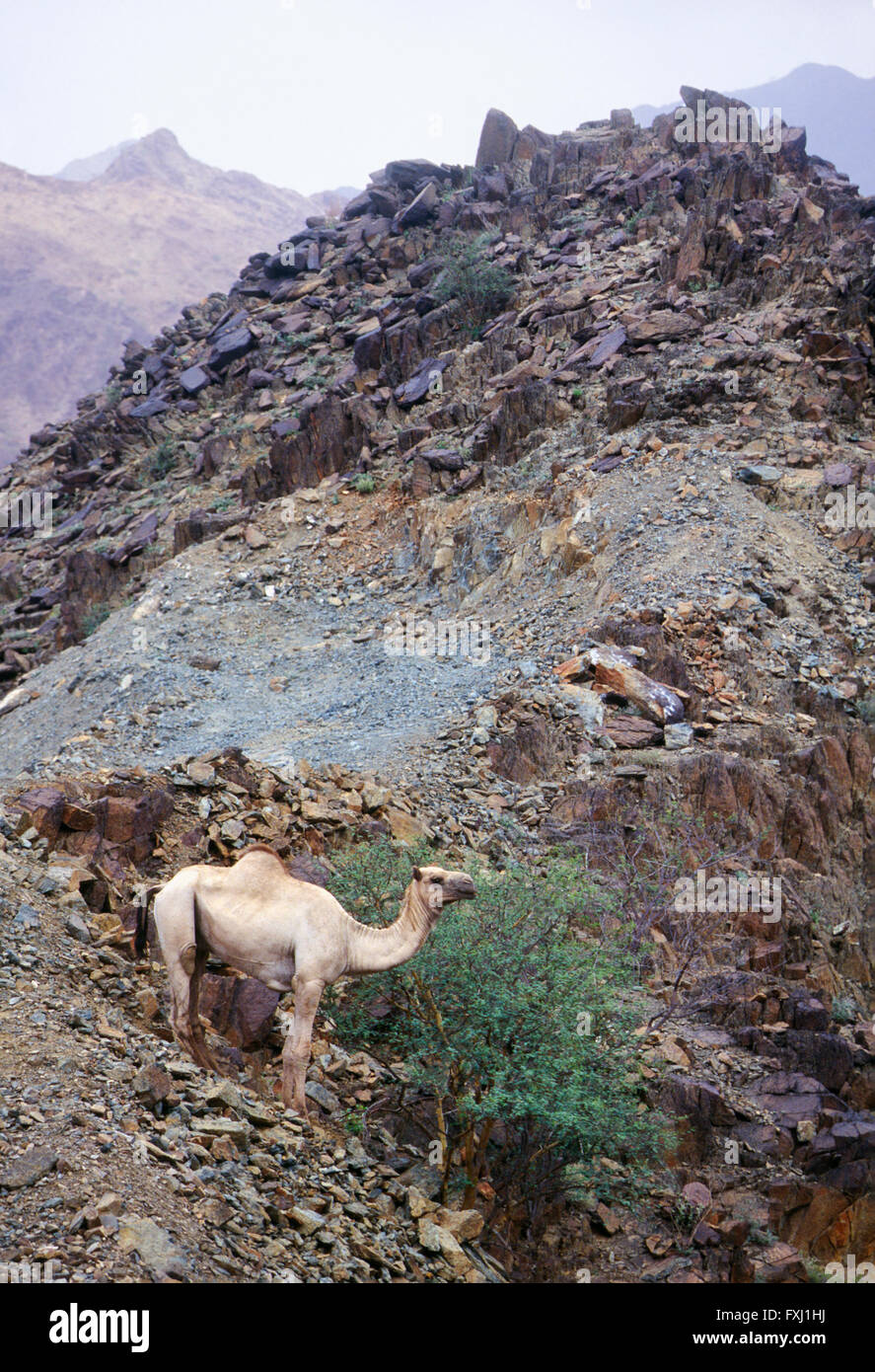 Cammello Dromedario foraggi per alimentare in colline tra Abha e Jizan; Regno di Arabia Saudita Foto Stock