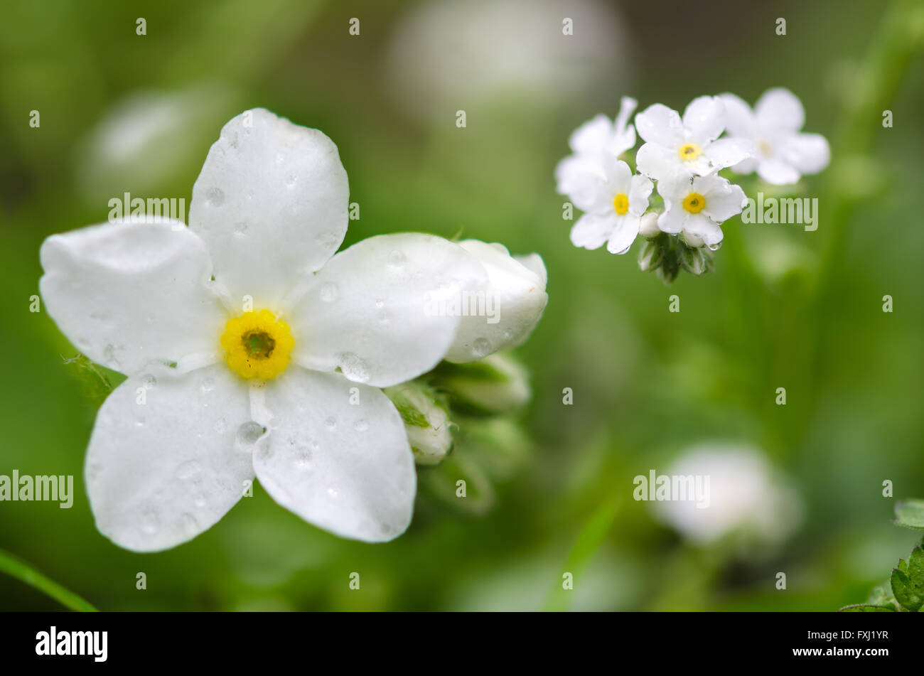 Dimenticare bianco-me-non (Myosotis sp.) fiori. Immagine composita di fiori della pianta nella famiglia Boraginaceae, come un giardino escape Foto Stock