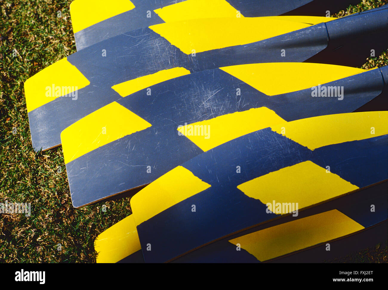 Close-up di remi colorati per un racing scull barca Foto Stock