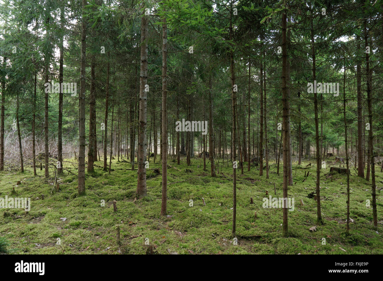 Keeri-Karijärve Riserva Naturale. Paesaggio forestale esempio. Il 15 aprile 2016. Estonia Foto Stock