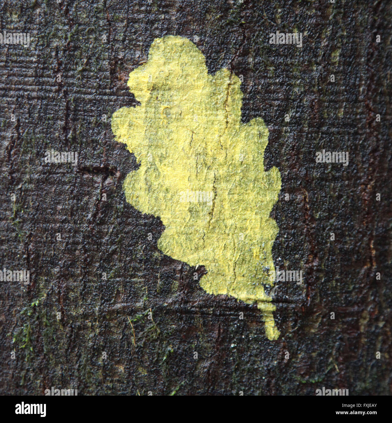 Si tratta di una foto di una foglia di quercia che è stato dipinto in giallo su un tronco di albero come un segno Foto Stock