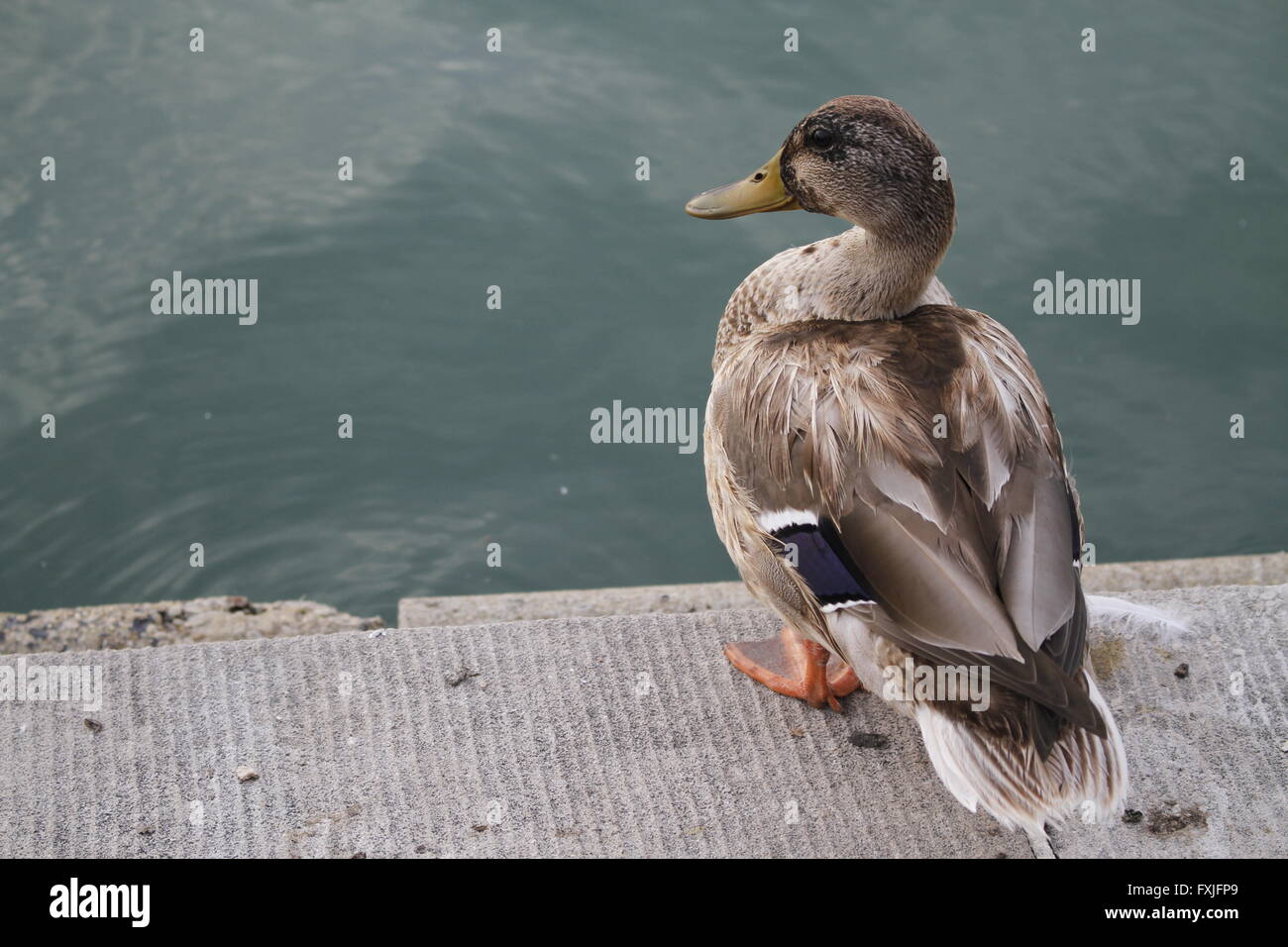 Mallard duck in piedi sul bordo della piscina a Specchio del Campidoglio di Washington DC Foto Stock