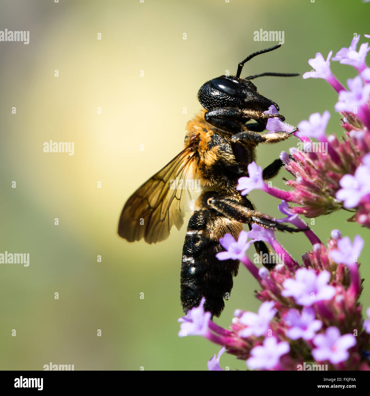 Bumblebee arroccato su Verbena fiore Foto Stock