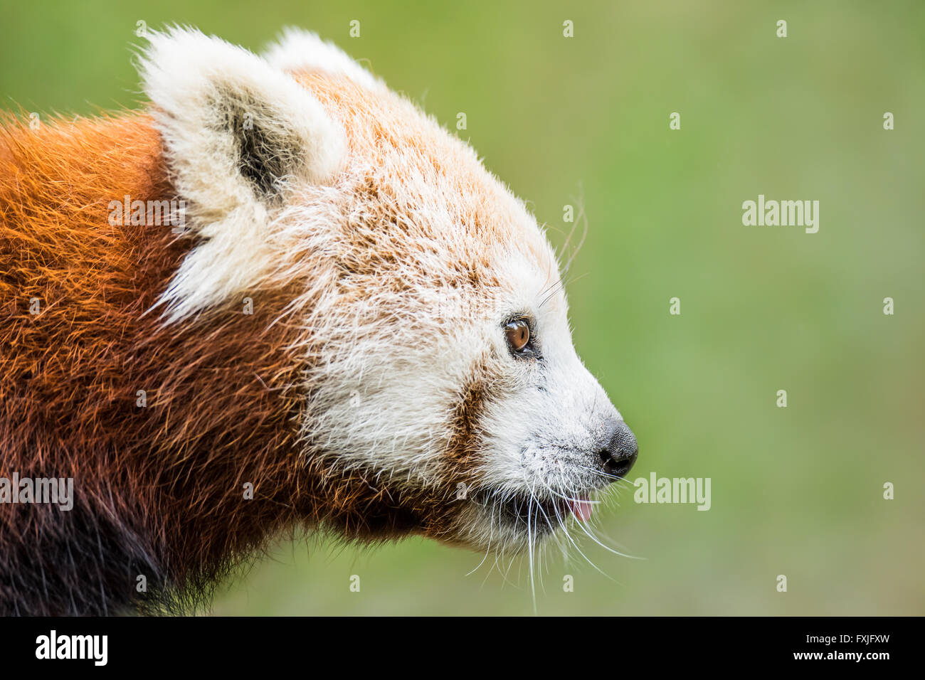 Ritratto di profilo di un panda rosso contro uno sfondo verde Foto Stock