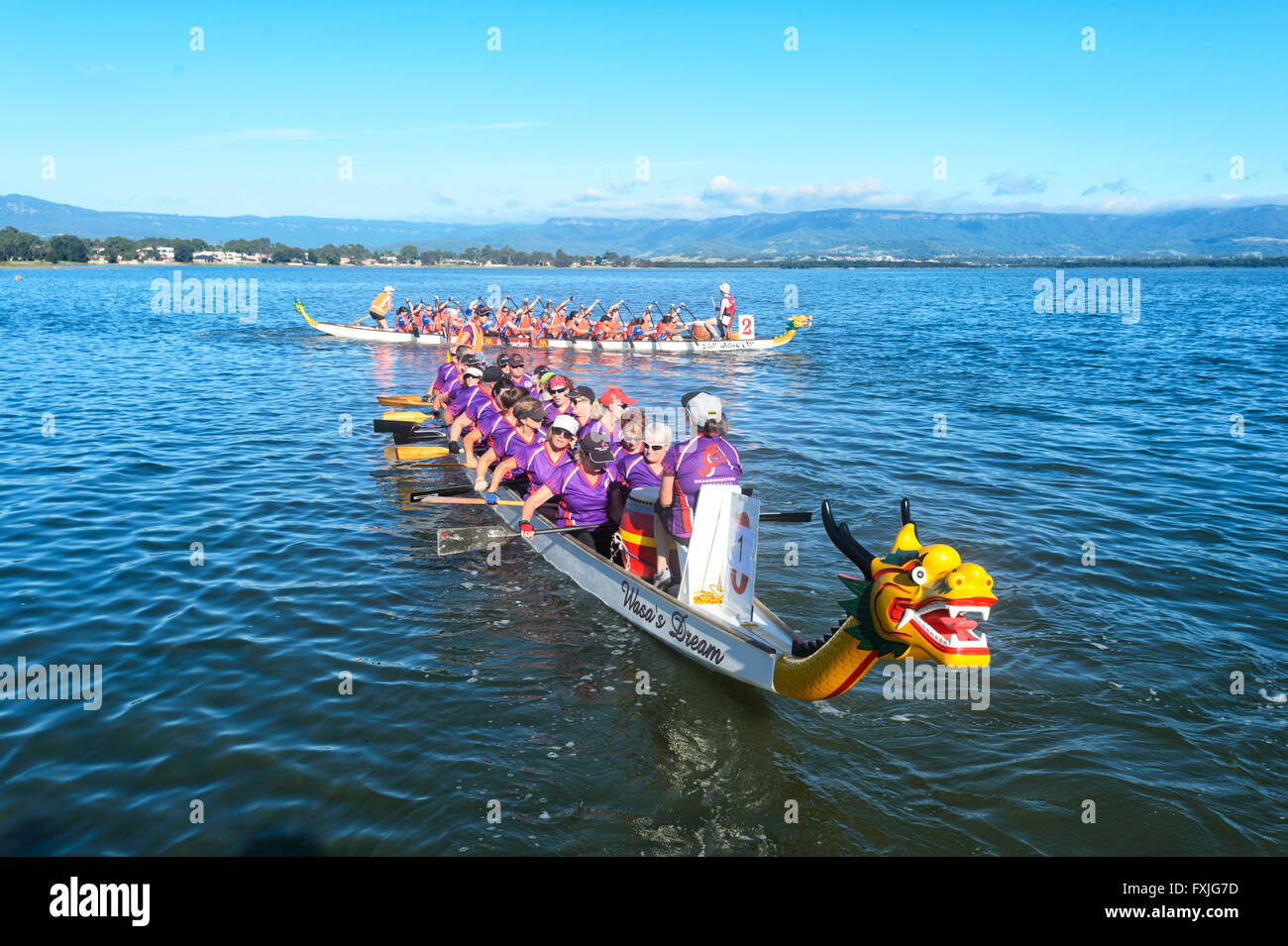 Dragon Boat regata, Lago Illawarra, Nuovo Galles del Sud, Australia Foto Stock