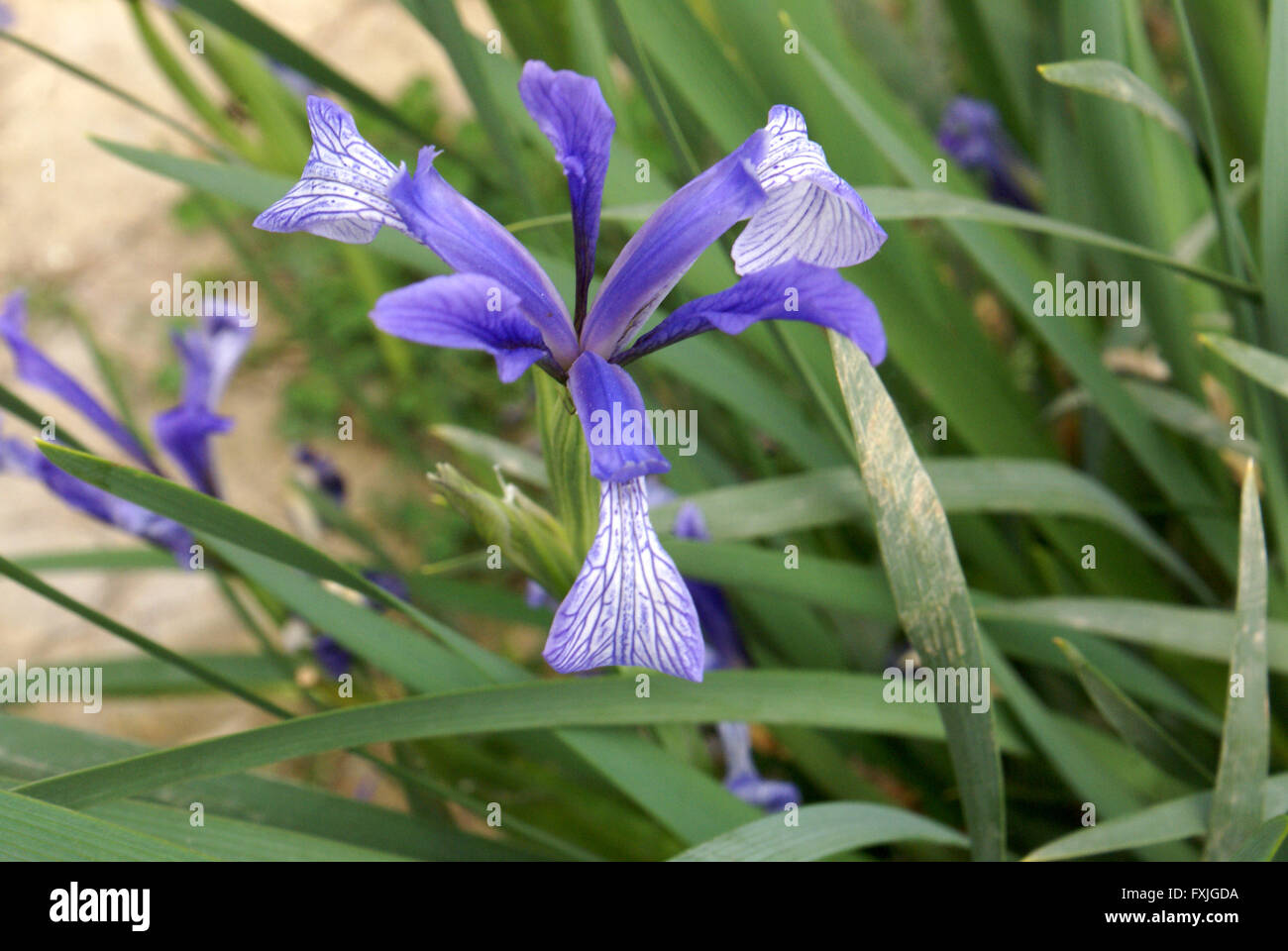 Iris lactea, iris selvatici rhizomatous erba perenne con foglie lineari e rasa bianco fiori con blu cade striato Foto Stock