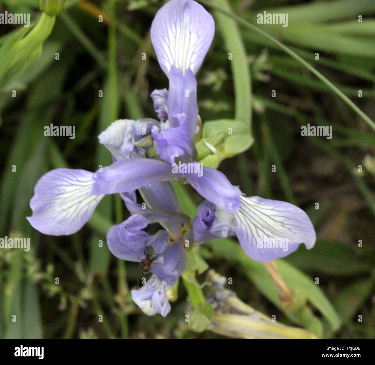 Iris lactea, iris selvatici rhizomatous erba perenne con foglie lineari e rasa bianco fiori con blu cade striato Foto Stock