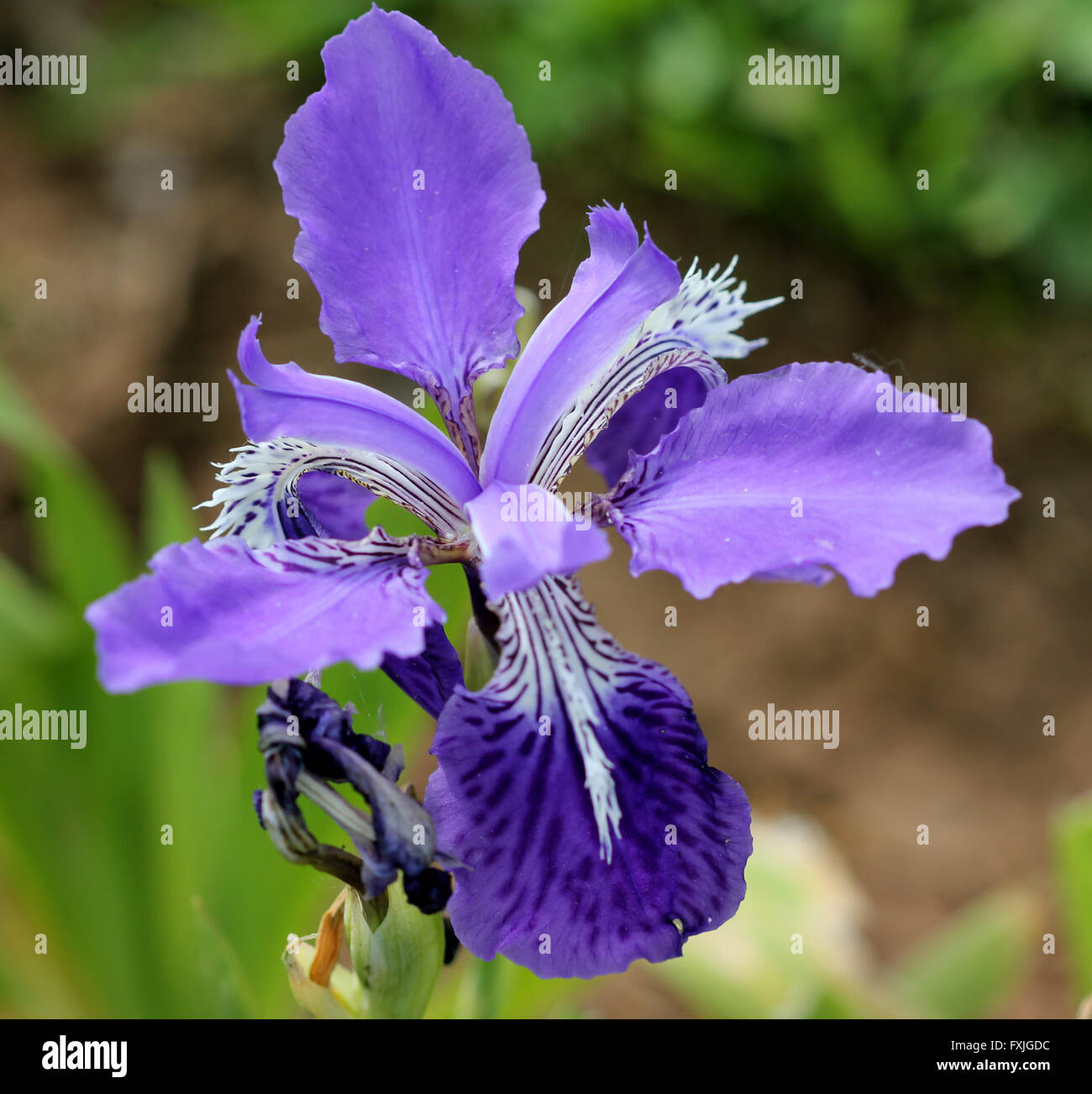 Iris copernicia, tetto, Iris Iris a parete, perenne rhizomatous herb con la  spada a forma di foglie e fiori viola Foto stock - Alamy