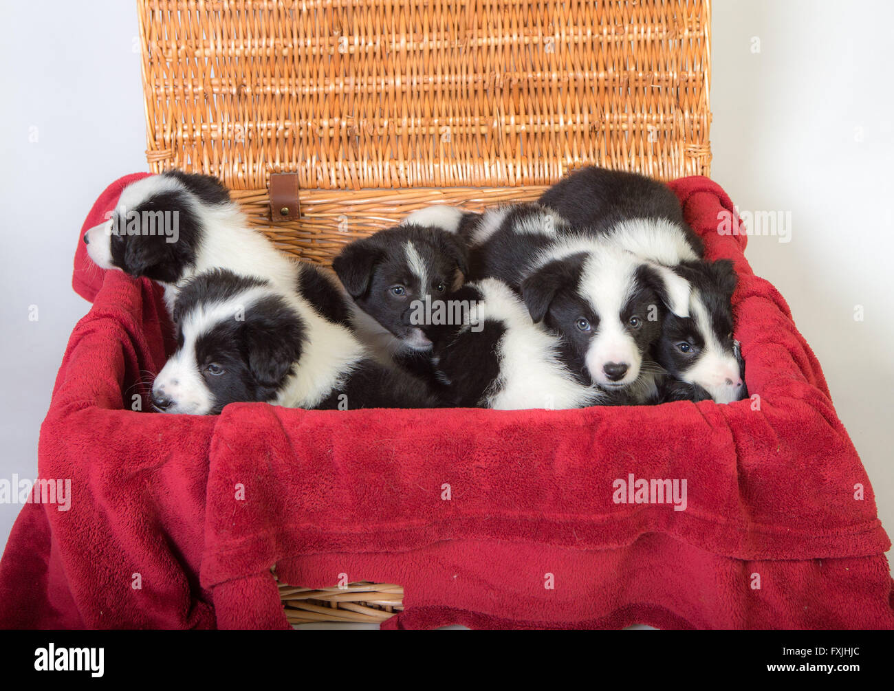 Border Collie cuccioli Foto Stock