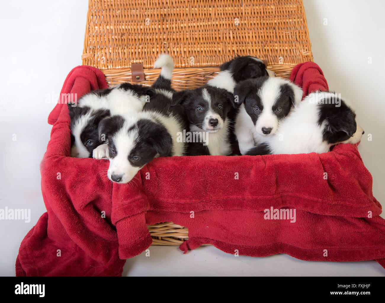 Border Collie cuccioli Foto Stock