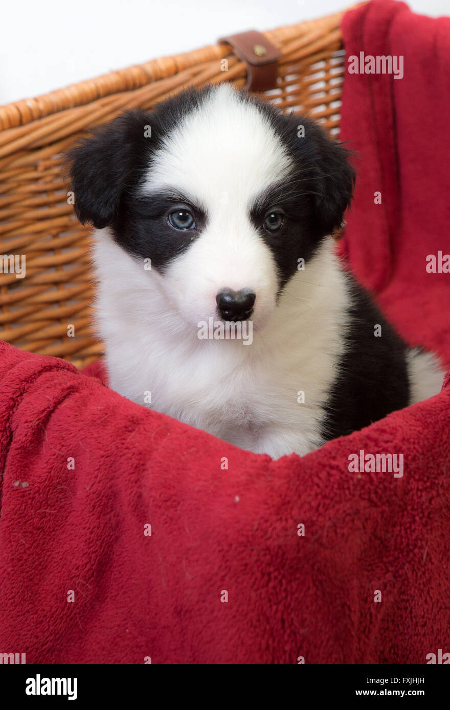 Border Collie cuccioli Foto Stock