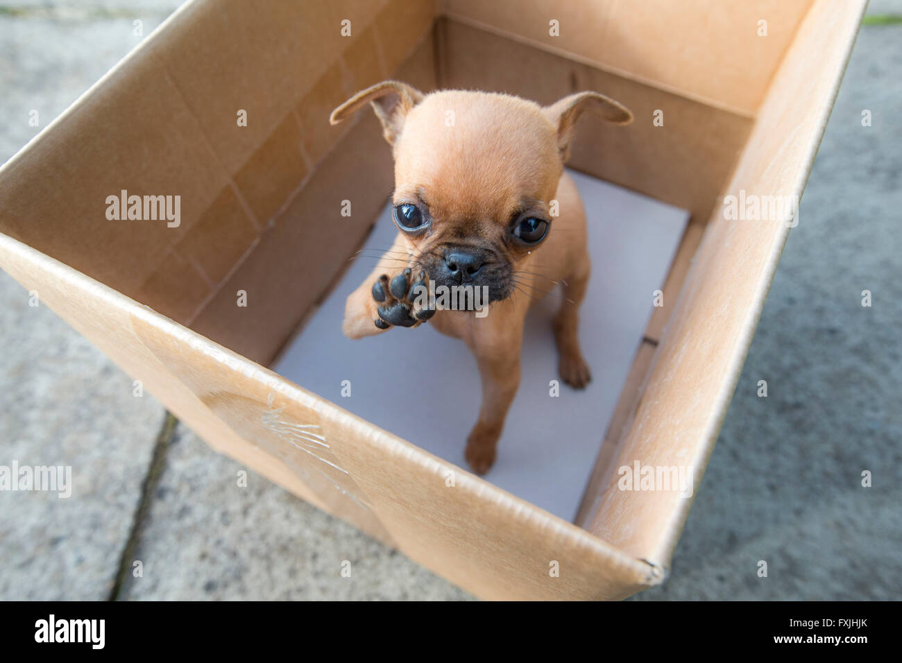 Scottish SPCA abbandonato cucciolo Pic Pietro Devlin Pic Pietro Devlin Foto Stock