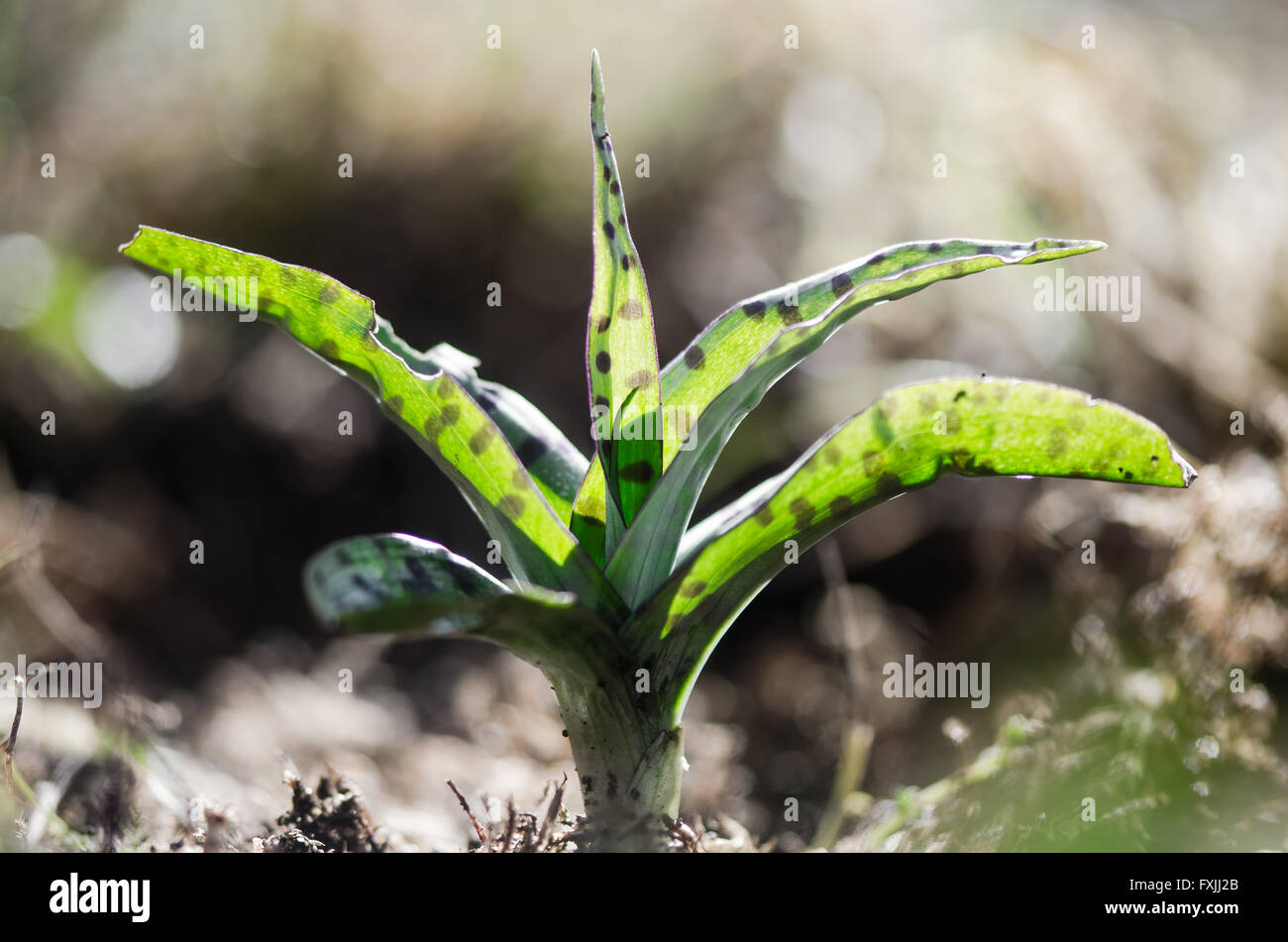 Avvistato comune (orchidea Dactylorhiza fuchsii) foglie con colore selettivo. Rosette di foglie di orchidea prima della fioritura Foto Stock