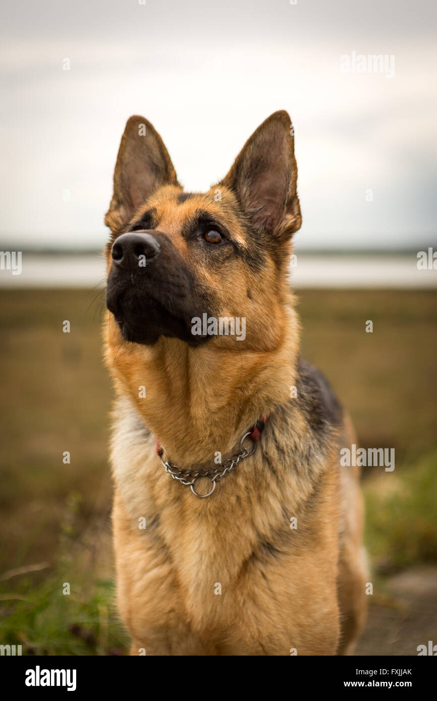Alsaziano, cane pastore tedesco Foto Stock