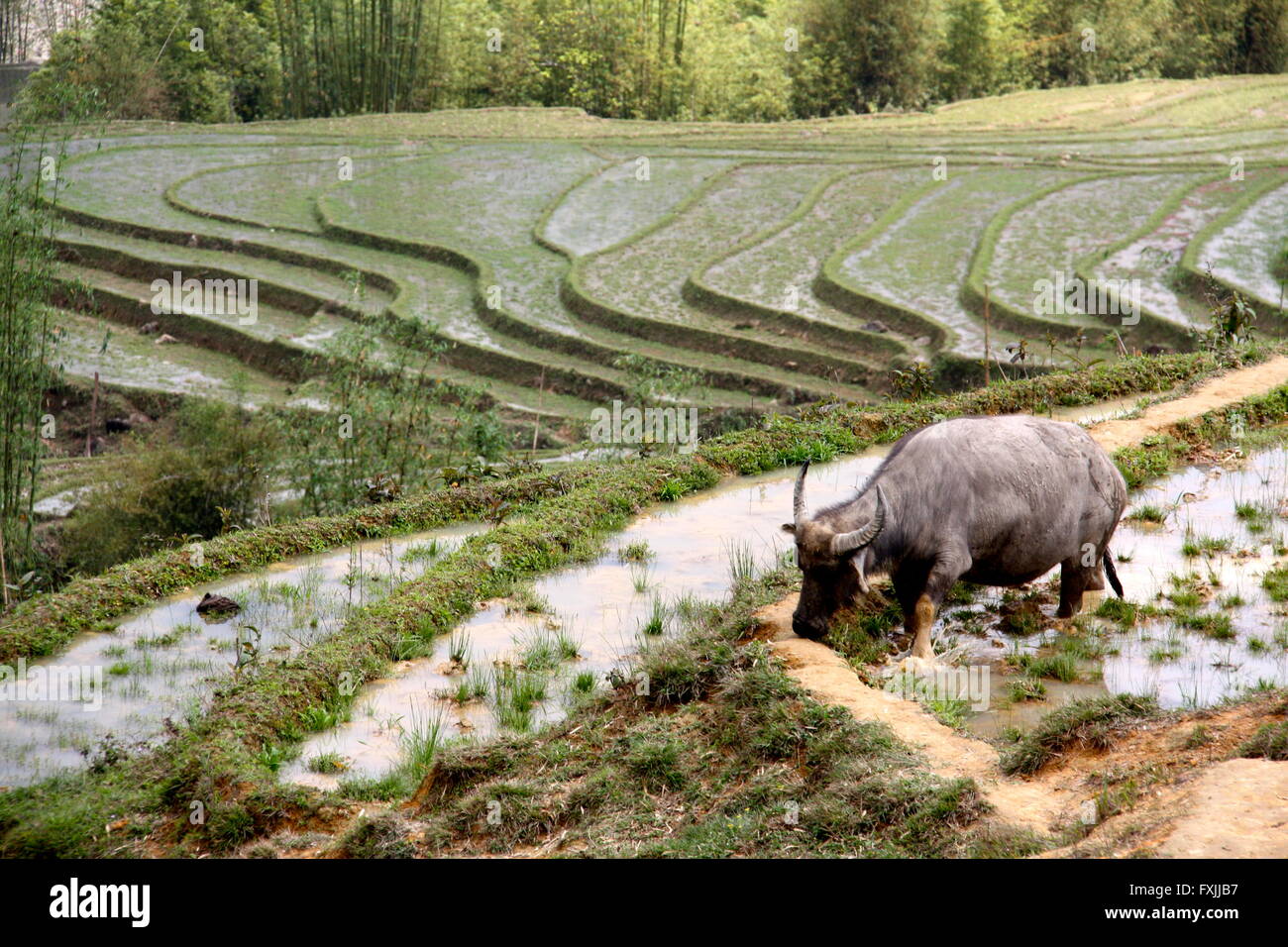 Bufalo pascolano nella schiera le risaie di Sapa, una regione hilltribe nel nord del Vietnam Foto Stock