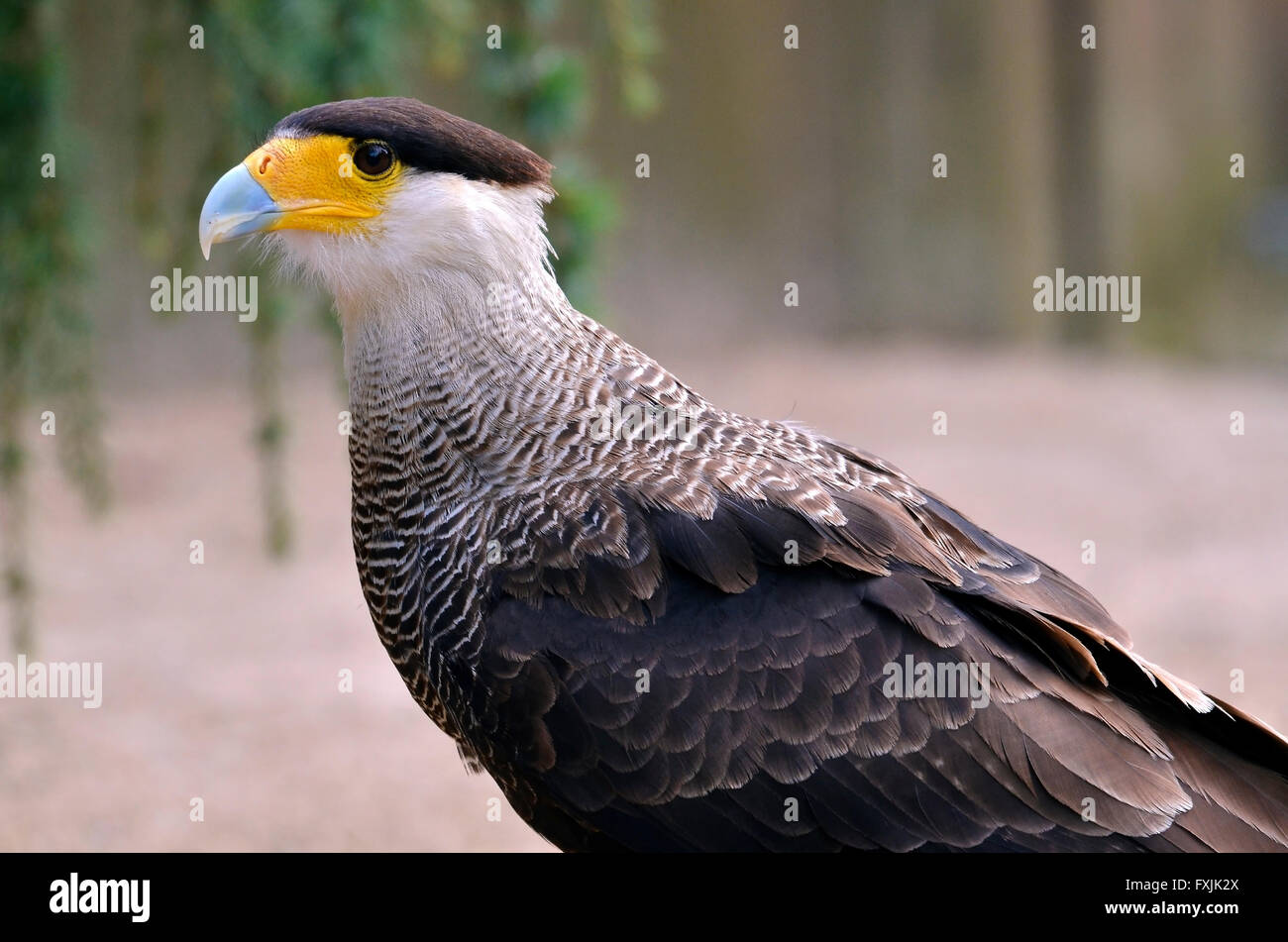 Ritratto di profilo di crestato meridionale (Caracara Polyborus plancus) Foto Stock