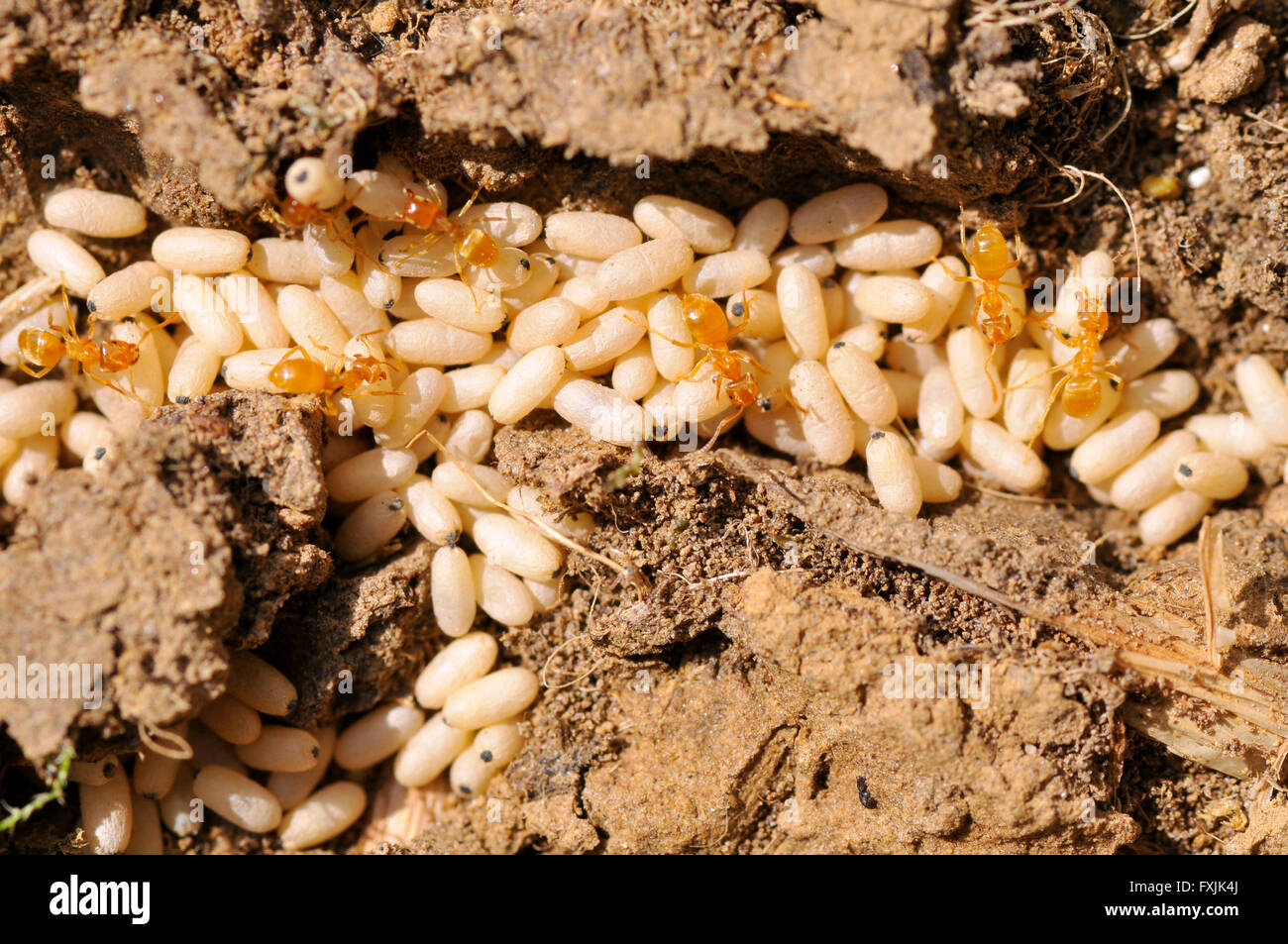 Closeup formiche rosse con le loro uova (crisalide) sul terreno Foto Stock