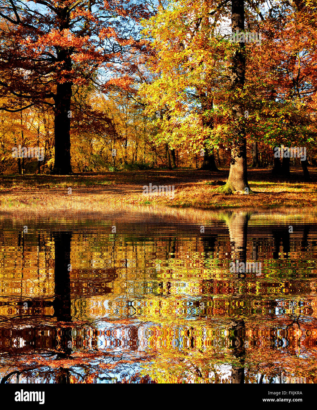 Effetto digitale stagno con grande riflessione nella foresta di caduta Foto Stock