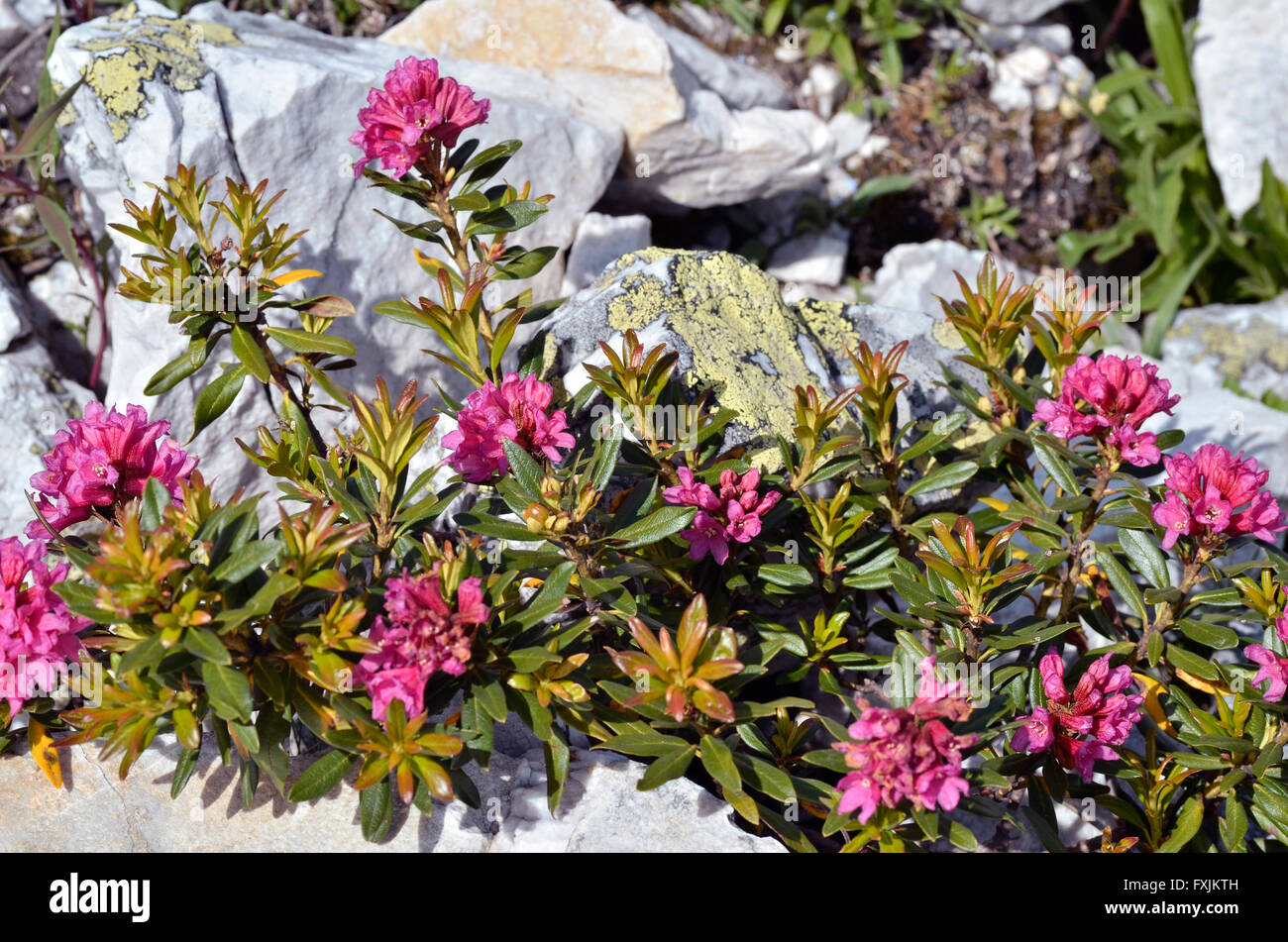 Primo piano della Alpenrose fiore (Rhododendron ferrugineum) vicino a La Plagne in Francia. Foto Stock