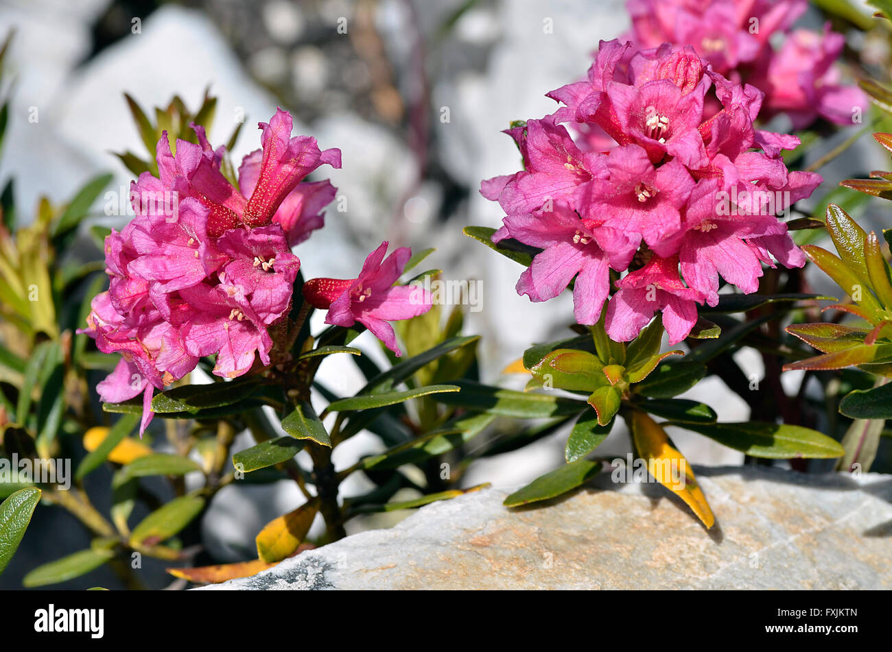 Primo piano della Alpenrose fiore (Rhododendron ferrugineum) vicino a La Plagne in Francia. Foto Stock