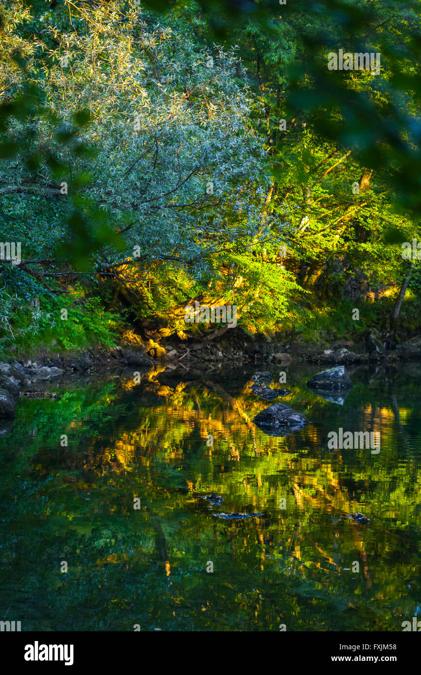 La riflessione di foresta in acqua calma serena serenità Foto Stock