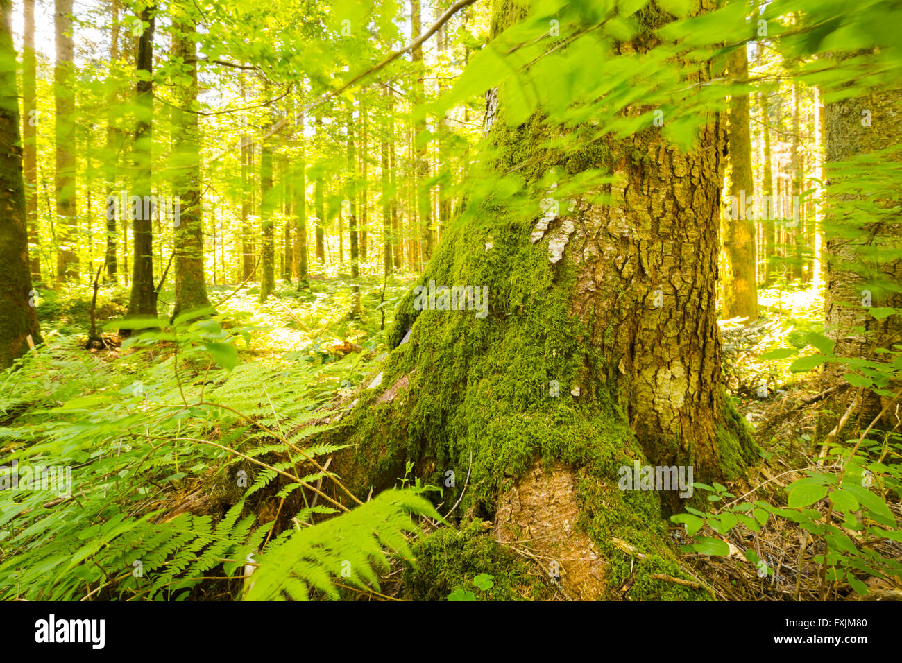Sole nella foresta verde lunga esposizione di alberi naturali vista bassa longexposure scenic Foto Stock