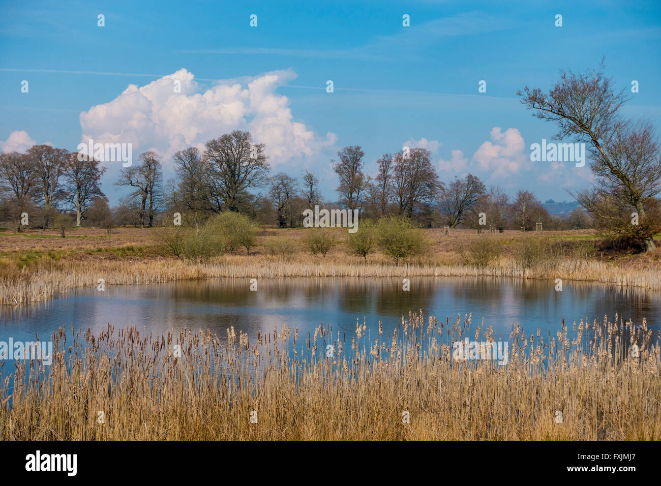 Airone di stagno e brughiera Mersham berlina Station Wagon Ashford Kent Foto Stock