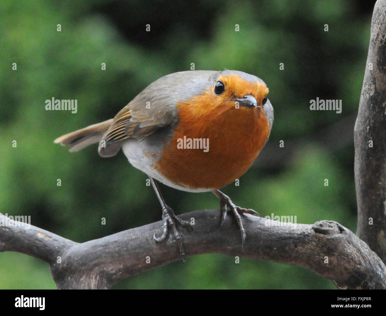 Robin (Erithacus rubecula) Il Parlamento Robin un giardino comune bird inclinato per mostrare aggressione ad altri robins. Maschio e femmina hanno entrambi il red bre Foto Stock