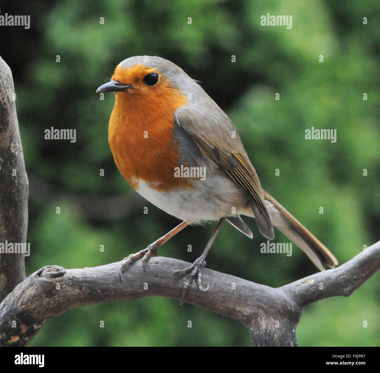 Robin (Erithacus rubecula) Il Parlamento Robin un giardino comune bird inclinato per mostrare aggressione ad altri robins. Maschio e femmina hanno entrambi il red bre Foto Stock