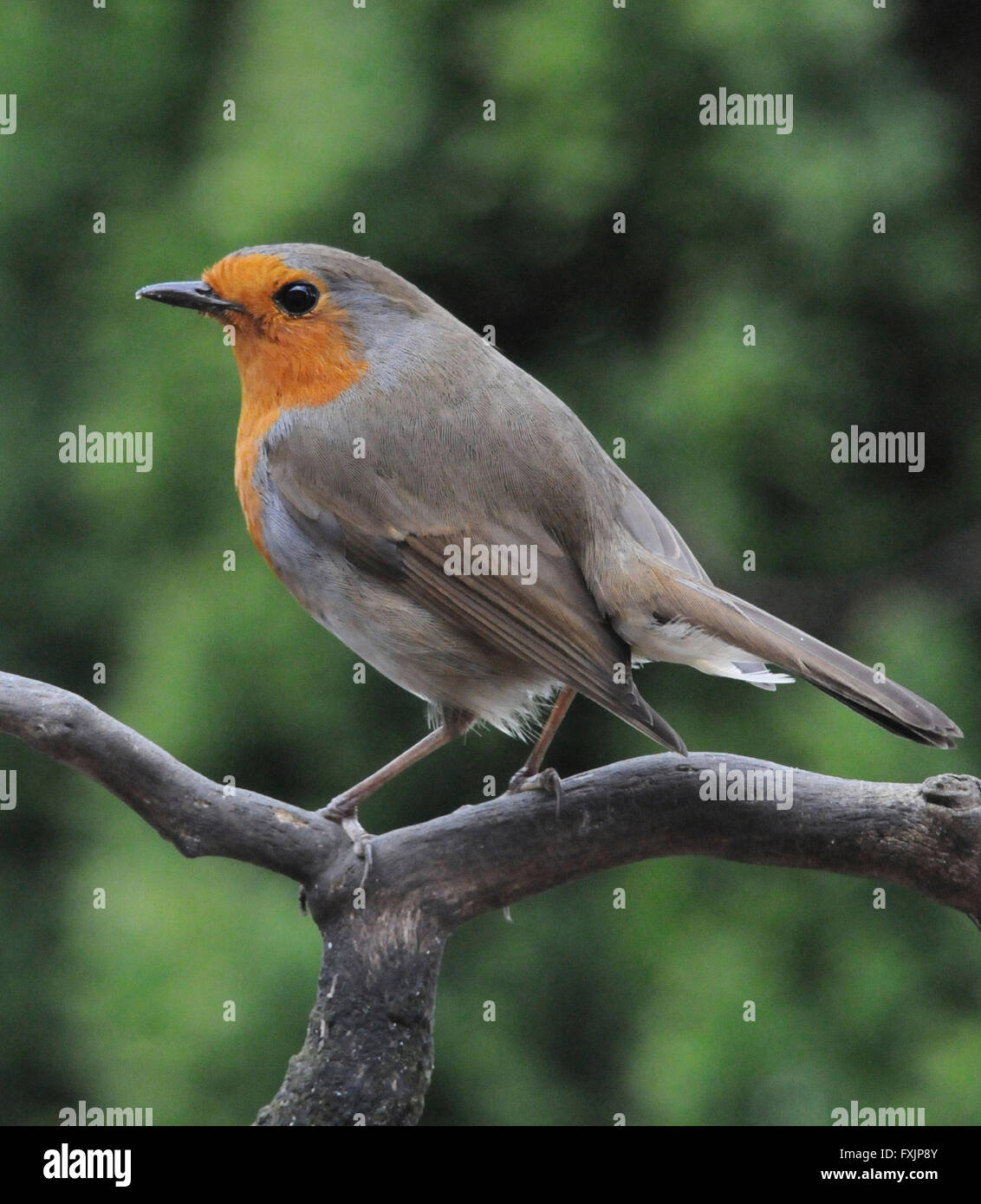 Robin (Erithacus rubecula) Il Parlamento Robin un giardino comune bird inclinato per mostrare aggressione ad altri robins. Maschio e femmina hanno entrambi il red bre Foto Stock