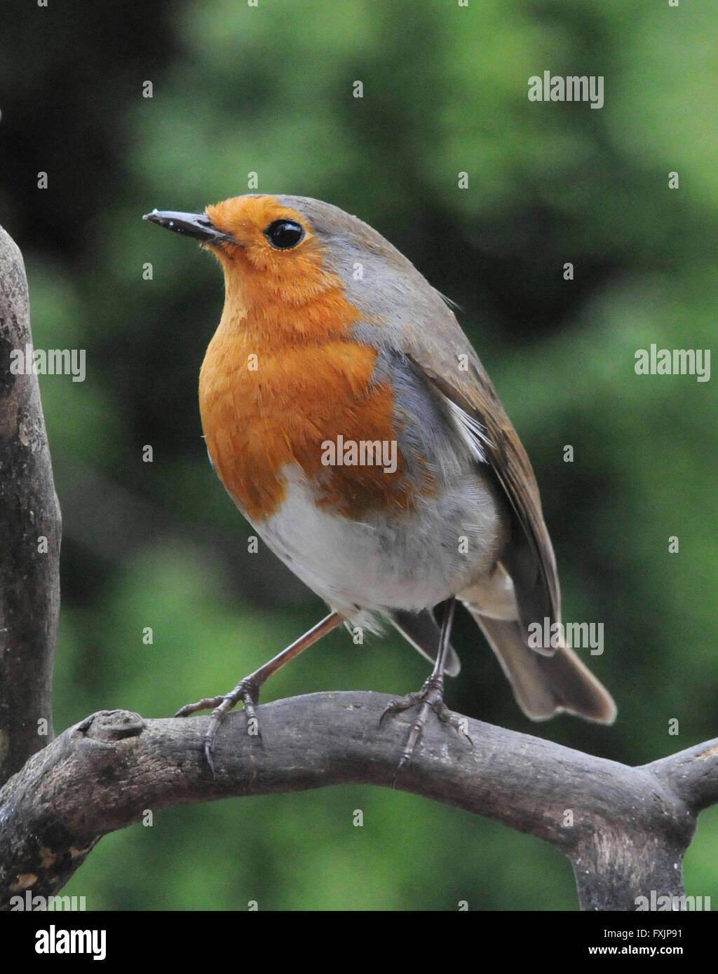 Robin (Erithacus rubecula) Il Parlamento Robin un giardino comune bird inclinato per mostrare aggressione ad altri robins. Maschio e femmina hanno entrambi il red bre Foto Stock