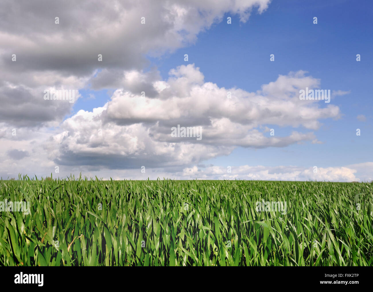 Campo verde di grano sotto il cielo nuvoloso Foto Stock