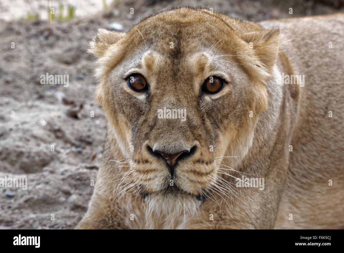 Leone asiatico (Panthera leo persica), noto anche come il leone indiano, è una sottospecie di Lion che esiste come un singolo isolato laborato Foto Stock