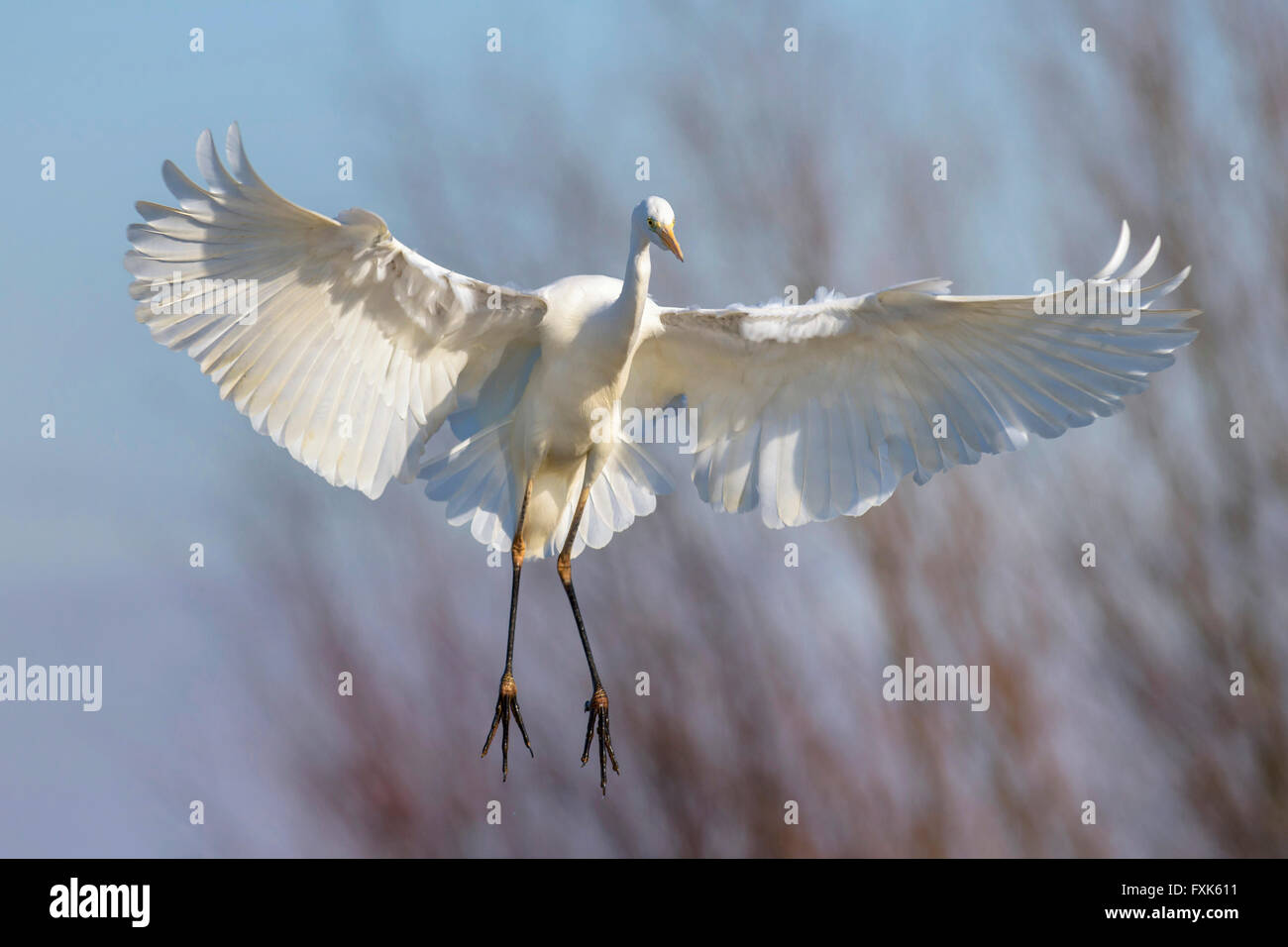 Airone bianco maggiore (Casmerodius Albus) lo sbarco, Kiskunság National Park, Ungheria Foto Stock