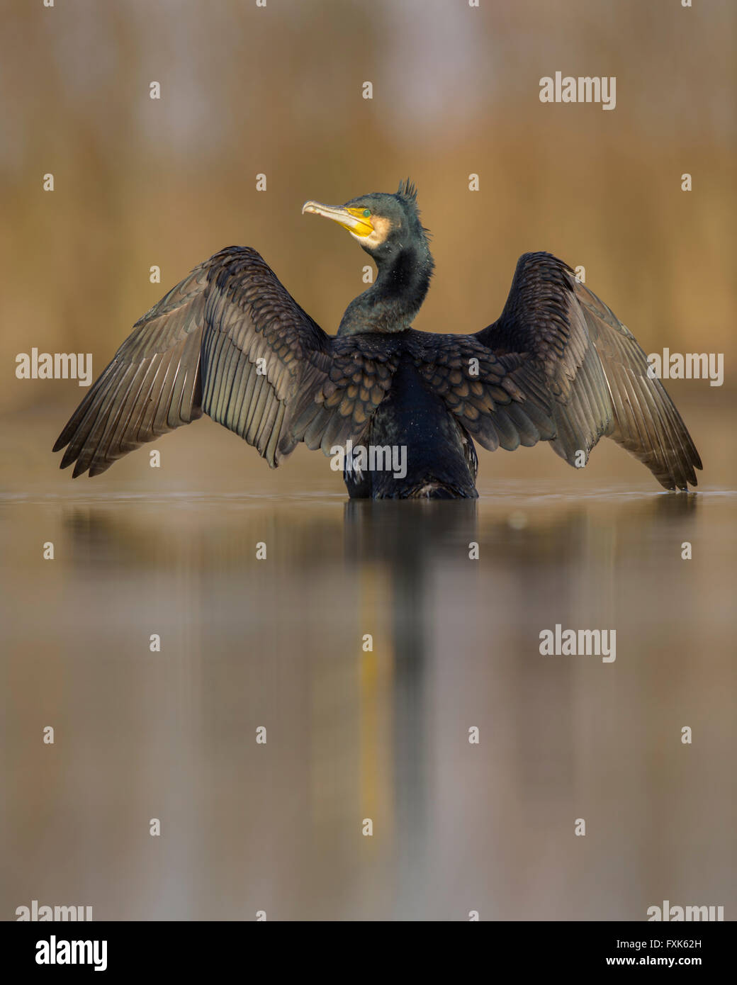 Cormorano (Phalacrocorax carbo), adulto in livrea invernale in piedi in acqua con ali teso, asciugando le sue piume Foto Stock