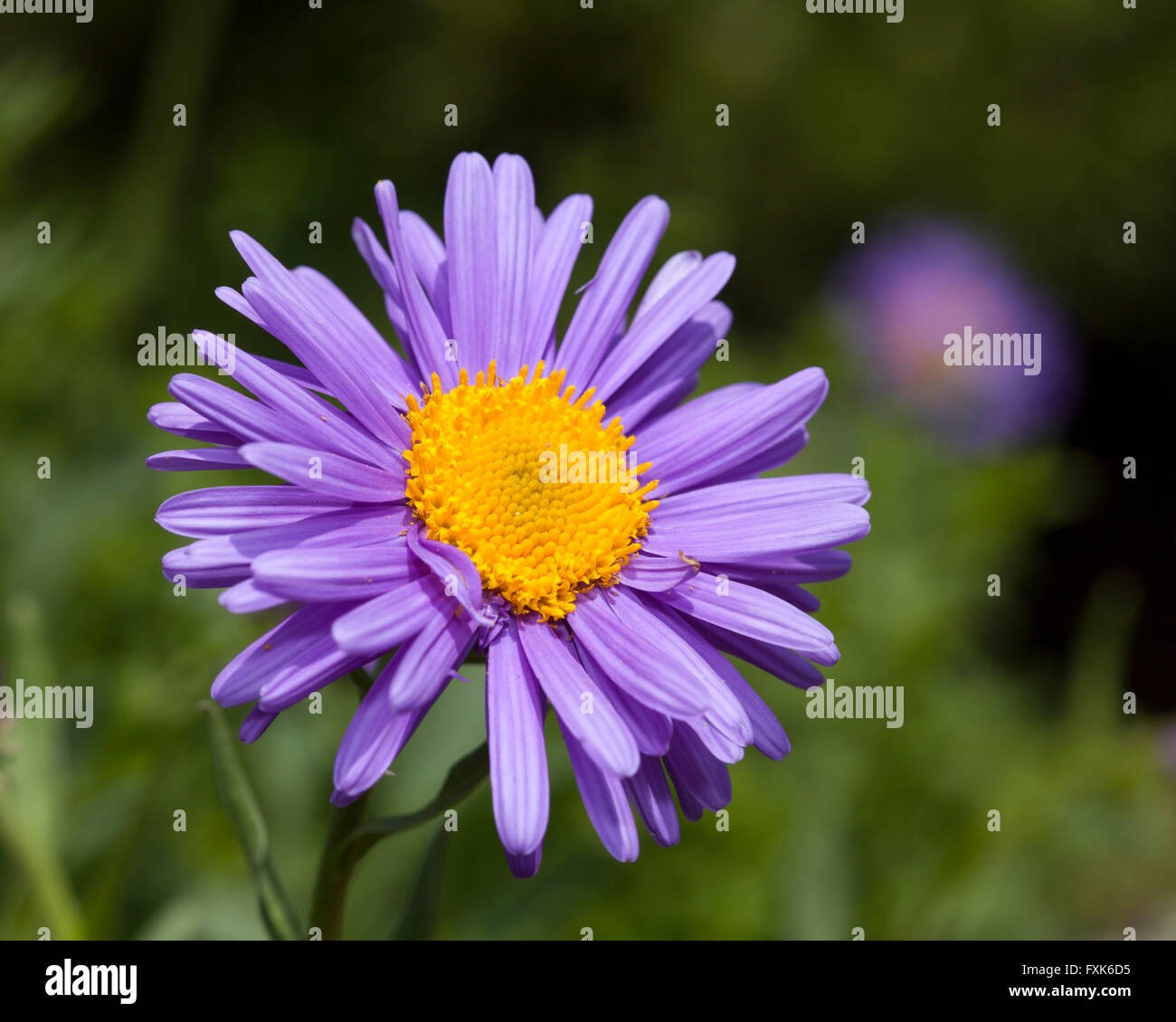 Alpine Aster (Aster alpinus), prevalenti nelle Alpi e Pirenei, Tatra Foto Stock