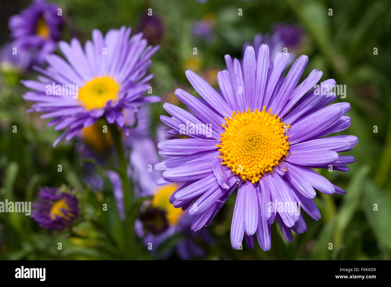 Alpine Aster (Aster alpinus), prevalenti nelle Alpi e Pirenei, Tatra Foto Stock