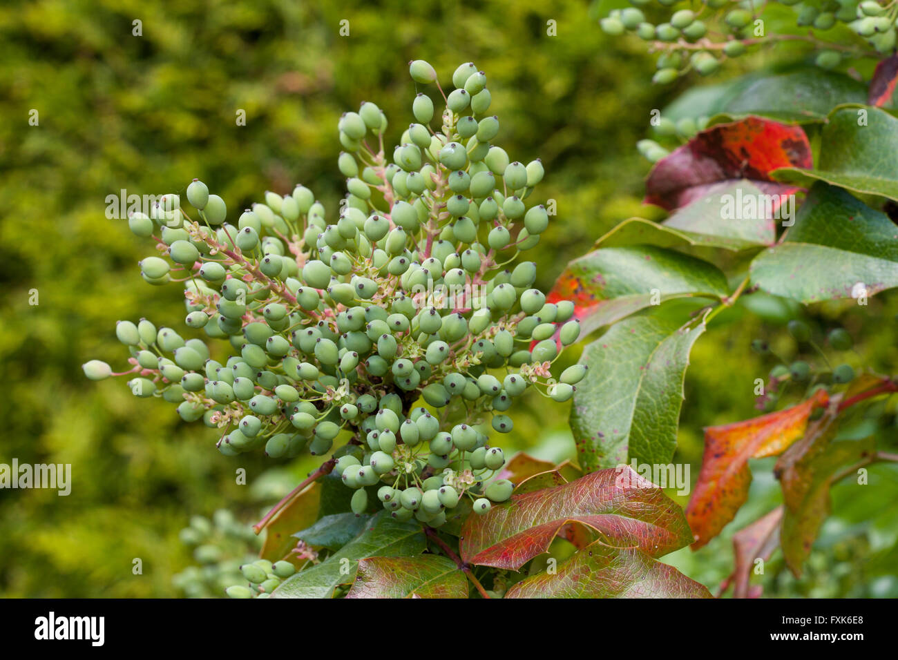 Oregon uva (Mahonia aquifolium) Foto Stock