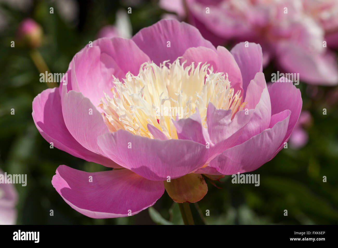 Peonia cinese o giardino comune peonia (Paeonia lactiflora), AMA non varietà sode Foto Stock