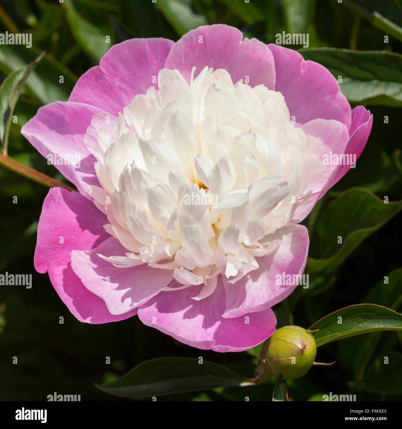 Peonia cinese o giardino comune peonia (Paeonia lactiflora), AMA non varietà sode, blossom Foto Stock