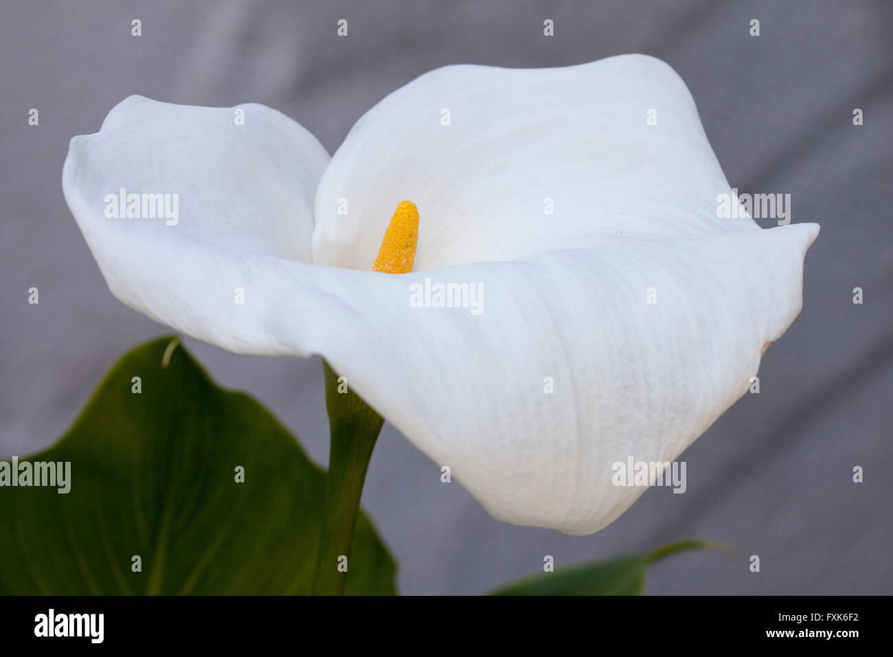 Calla Lily o arum lily (Zantedeschia aethiopica) Foto Stock