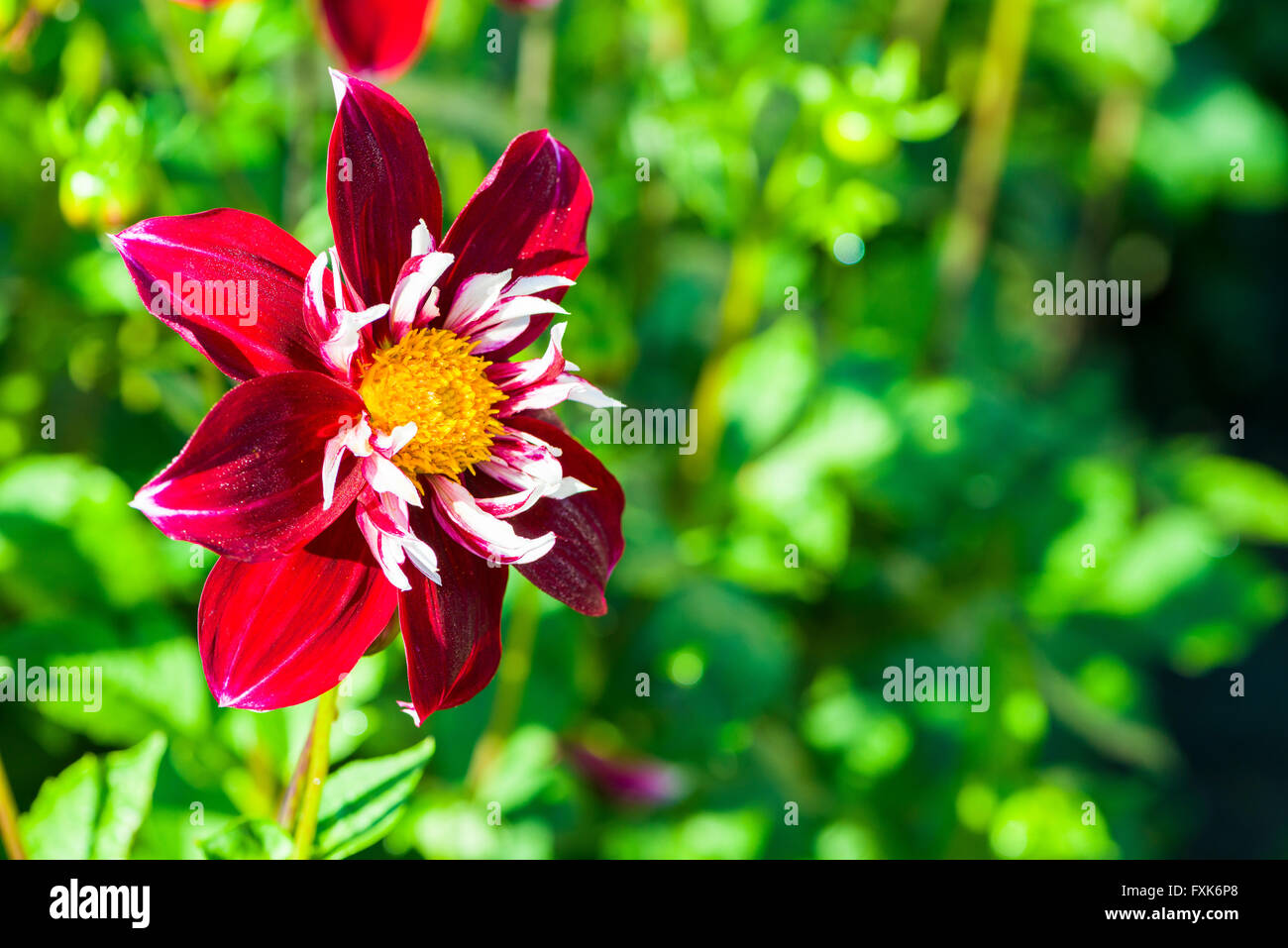 Dahlia (Dahlia sp.) fiore, Heidenau, Bassa Sassonia, Germania Foto Stock