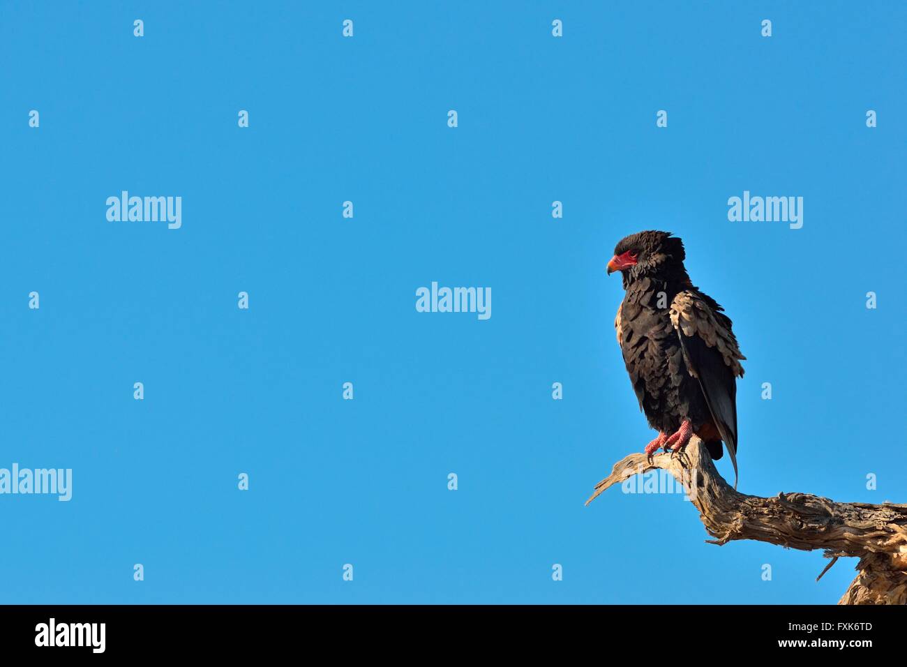 Bateleur o Bateleur Eagle (Terathopius ecaudatus) arroccato su albero morto, Kgalagadi Parco transfrontaliero, Capo Settentrionale Foto Stock