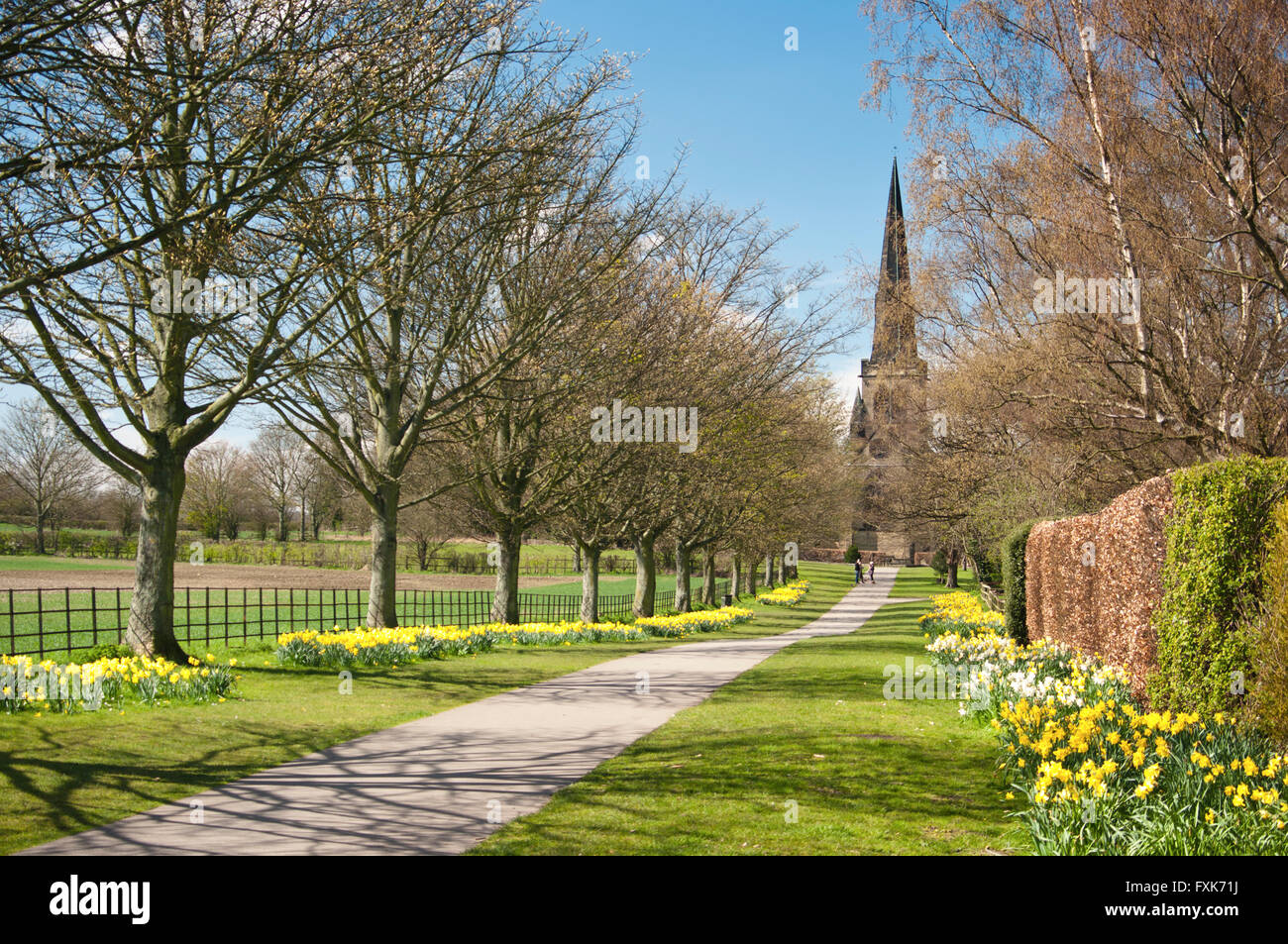 Giunchiglie linea un sentiero che conduce alla chiesa di Wentworth in Wentworth, un grazioso villaggio a Rotherham, South Yorkshire Regno Unito - molla Foto Stock