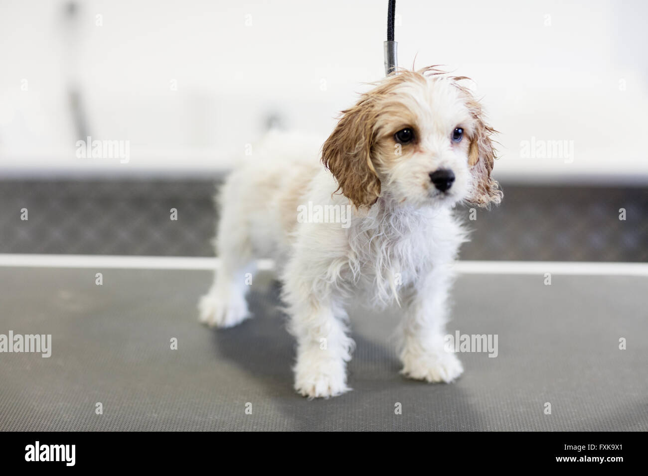 Dog treadmill immagini e fotografie stock ad alta risoluzione - Alamy