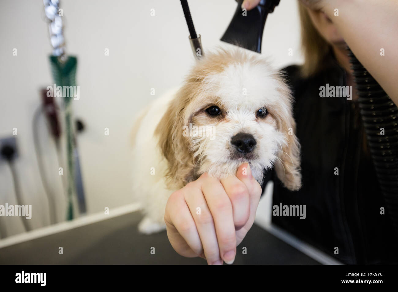 Vet toelettatura cani di capelli Foto Stock