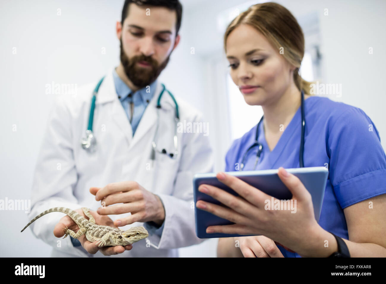 Vet esaminando una lucertola con tavoletta digitale Foto Stock